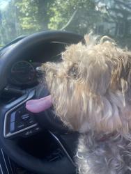 Found/Stray Male Dog last seen Capeview and Edgeview, Norfolk, VA 23518