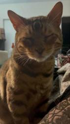 Reunited Male Cat last seen Mission Blvd & Temple Ave, Pomona, CA 91766