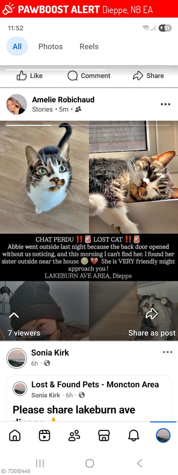 Lost Female Cat last seen Lakeburn ave dieppe , Dieppe, NB E1A