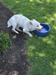Found/Stray Male Dog last seen Butler and Columbia Dr S, Fresno, CA 93727