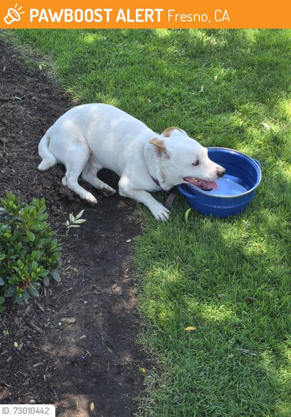 Found/Stray Male Dog last seen Butler and Columbia Dr S, Fresno, CA 93727