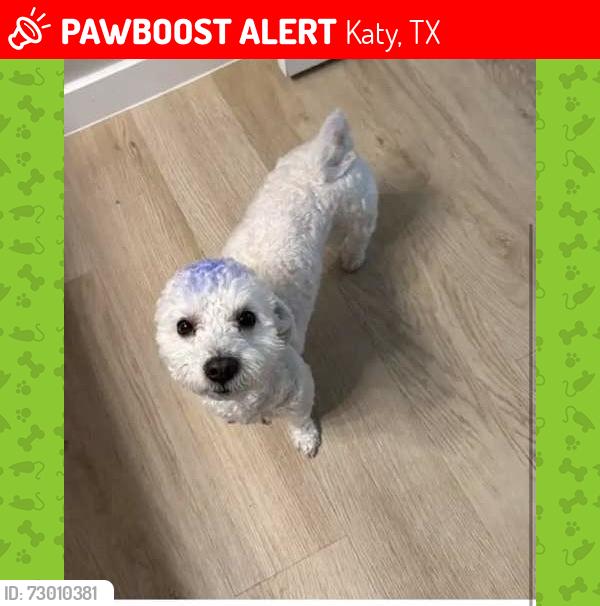 Lost Male Dog last seen Waynoka rd and red river dr, Katy, TX 77450