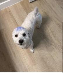 Lost Male Dog last seen Waynoka rd and red river dr, Katy, TX 77450