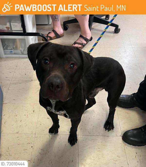 Found/Stray Male Dog last seen Mound St and Burns Ave , Saint Paul, MN 55106