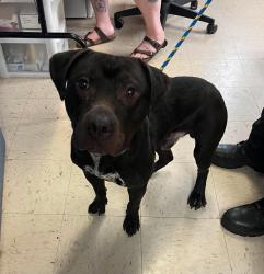 Found/Stray Male Dog last seen Mound St and Burns Ave , Saint Paul, MN 55106