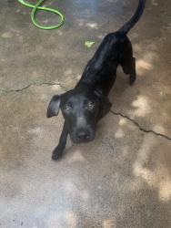 Found/Stray Male Dog last seen Morgan and HWY 66, Oklahoma City, OK 73099