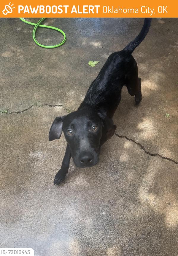 Found/Stray Male Dog last seen Morgan and HWY 66, Oklahoma City, OK 73099