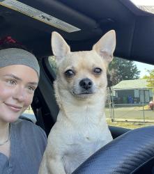 Lost Female Dog last seen Thurston market, Springfield, OR 97478