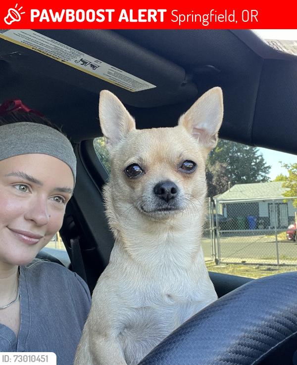 Lost Female Dog last seen Thurston market, Springfield, OR 97478