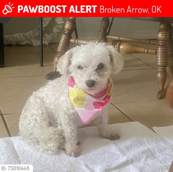 Lost Male Dog last seen 81st and Elm Pl. , Broken Arrow, OK 74012