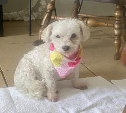 Lost Male Dog last seen 81st and Elm Pl., Broken Arrow, OK 74012