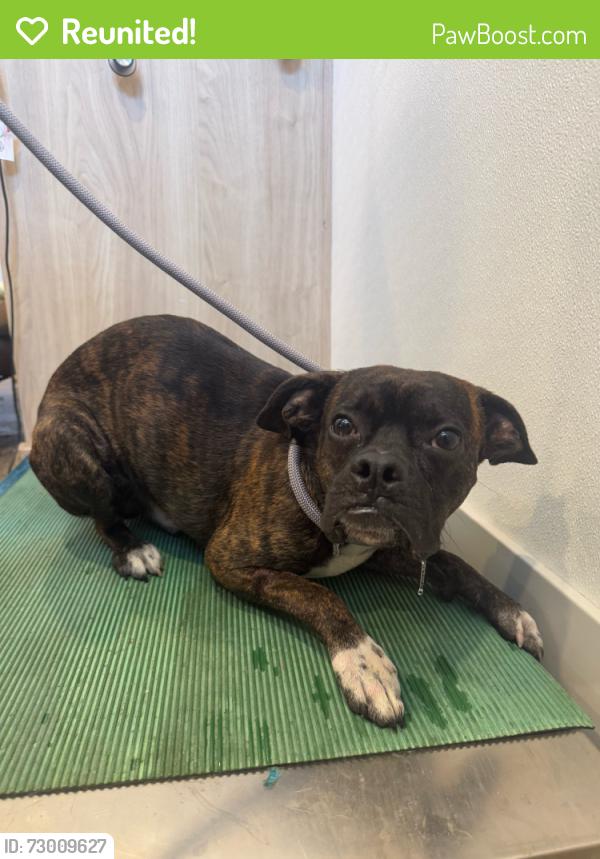 Reunited Male Dog last seen Cliff ave Louisville ky, Louisville, KY 40215