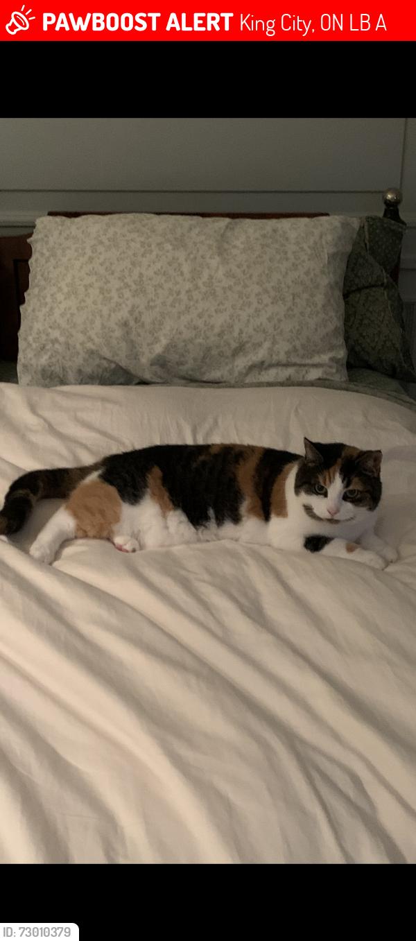 Lost Female Cat last seen Near The Sixteenth Side Road , King City, Ontario , King City, ON L7B 1A3