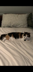 Lost Female Cat last seen Near The Sixteenth Side Road , King City, Ontario , King City, ON L7B 1A3