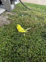Found/Stray Unknown Bird last seen Hillcrest/ La Cienega, Inglewood, CA 90301