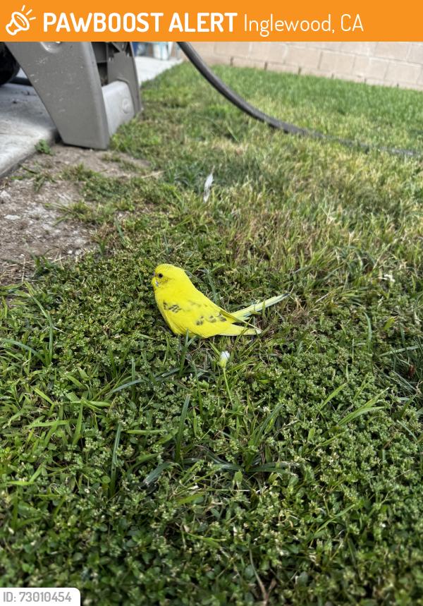 Found/Stray Unknown Bird last seen Hillcrest/ La Cienega, Inglewood, CA 90301