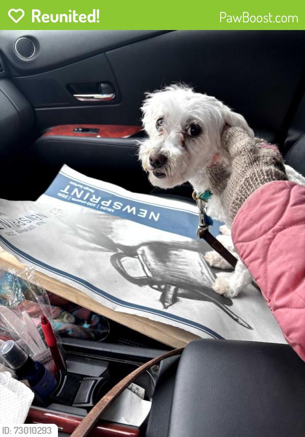 Reunited Female Dog last seen Near Quesada St NW, Washington, DC 20015