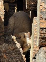 Found/Stray Unknown Cat last seen off Day Rd,, La Pine, OR 97739