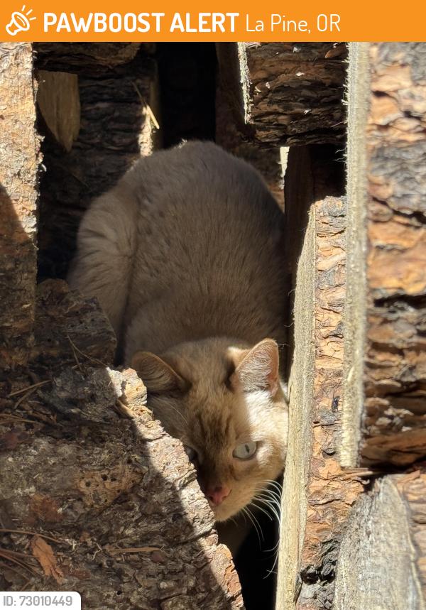 Found/Stray Unknown Cat last seen off Day Rd,, La Pine, OR 97739