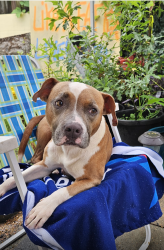 Found/Stray Female Dog last seen Glenview dr and south street by Methodist Church, Alvin, TX 77511