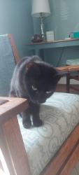 Found/Stray Female Cat last seen Near SW Capitol Hwy, Portland, OR 97239, Portland, OR 97239