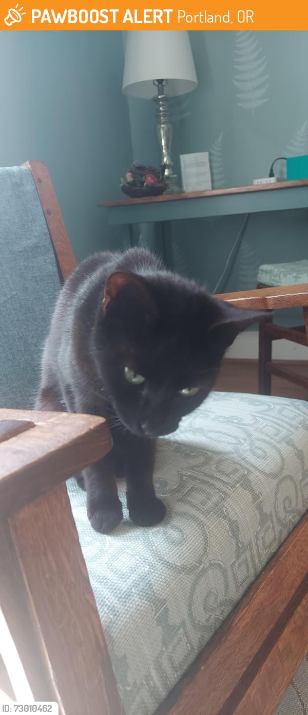 Found/Stray Female Cat last seen Near SW Capitol Hwy, Portland, OR 97239, Portland, OR 97239