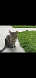 Found/Stray Unknown Cat last seen Spaulding and berteau, Chicago, IL 60618