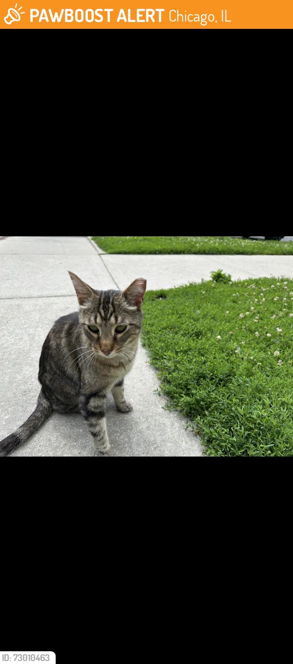Found/Stray Unknown Cat last seen Spaulding and berteau, Chicago, IL 60618