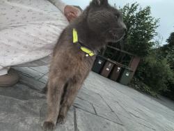 Found/Stray Unknown Cat last seen hulme grammar school, Greater Manchester, England OL8