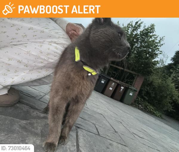 Found/Stray Unknown Cat last seen hulme grammar school, Greater Manchester, England OL8