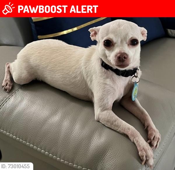 Lost Female Dog last seen Near Sw 306 st 33033, Miami-Dade County, FL 33030