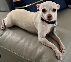 Lost Female Dog last seen Near Sw 306 st 33033, Miami-Dade County, FL 33030