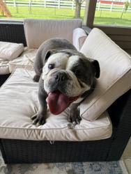 Found/Stray Female Dog last seen 79th and Sunnyside, Indianapolis, IN 46236