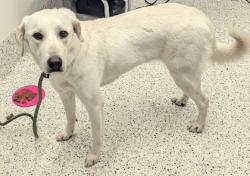 Shelter Stray Female Dog last seen Near Bolton Rd., Atlanta, GA, 1251 Fulton Industrial Blvd NW, Atlanta, GA 30336, USA