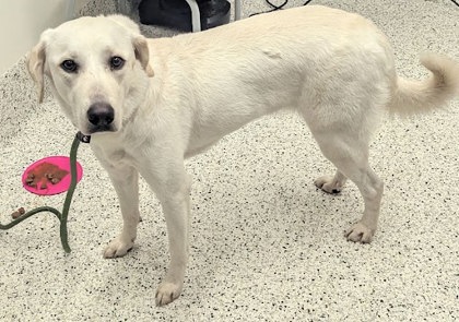 Shelter Stray Female Dog last seen Near Bolton Rd., Atlanta, GA, 1251 Fulton Industrial Blvd NW, Atlanta, GA 30336, USA