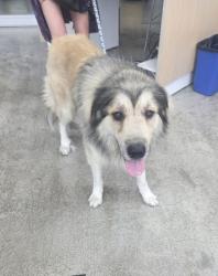 Shelter Stray Male Dog last seen Near East 1st St, Central District, TX, 355 Hillshire Dr, Haslet, TX 76052, USA