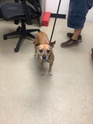 Shelter Stray Female Dog last seen Near S Hulen St, South District, TX, 355 Hillshire Dr, Haslet, TX 76052, USA
