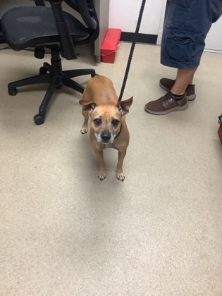 Shelter Stray Female Dog last seen Near S Hulen St, South District, TX, 355 Hillshire Dr, Haslet, TX 76052, USA