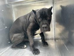 Shelter Stray Male Dog last seen Near Lake Shore Dr, East District, TX, 355 Hillshire Dr, Haslet, TX 76052, USA