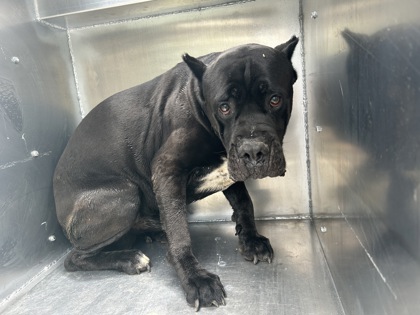 Shelter Stray Male Dog last seen Near Lake Shore Dr, East District, TX, 355 Hillshire Dr, Haslet, TX 76052, USA