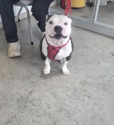 Shelter Stray Male Dog last seen Near Lapetus Dr, North District, TX, 355 Hillshire Dr, Haslet, TX 76052, USA
