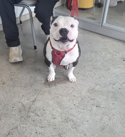 Shelter Stray Male Dog last seen Near Lapetus Dr, North District, TX, 355 Hillshire Dr, Haslet, TX 76052, USA