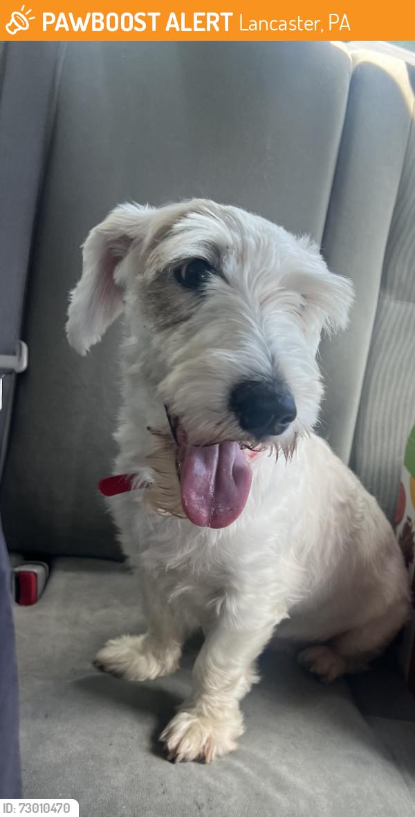 Found/Stray Female Dog last seen Millersville rd Lancaster Pa , Lancaster, PA 17603
