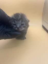 Shelter Stray Male Cat last seen Near N carter school rd, City of Knoxville GP, TN, 3201 Division St, Knoxville, TN 37919, USA
