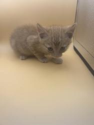 Shelter Stray Male Cat last seen Near block of rutledge pike, City of Knoxville GP, TN, 3201 Division St, Knoxville, TN 37919, USA