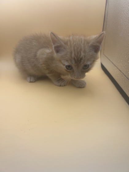 Shelter Stray Male Cat last seen Near block of rutledge pike, City of Knoxville GP, TN, 3201 Division St, Knoxville, TN 37919, USA