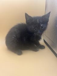 Shelter Stray Female Cat last seen Near block of rutledge pike, City of Knoxville GP, TN, 3201 Division St, Knoxville, TN 37919, USA