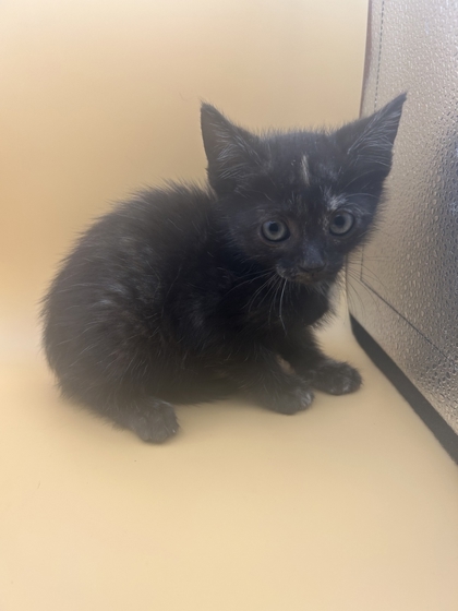 Shelter Stray Female Cat last seen Near block of rutledge pike, City of Knoxville GP, TN, 3201 Division St, Knoxville, TN 37919, USA