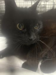 Shelter Stray Female Cat last seen Near block of Greer rd, City of Knoxville GP, TN, 3201 Division St, Knoxville, TN 37919, USA