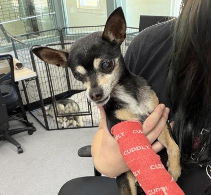 Shelter Stray Female Dog last seen 28th st, Oakland, , 1101 29th Ave, Oakland, CA 94601, USA